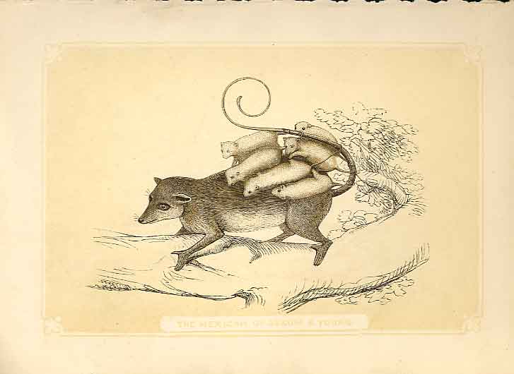 Original Old Antique Print The Mexacan Opossum & Young 1860 Coloured Engraving