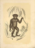 Original Old Antique Print The Chimpanzie 1860 Coloured Engraving Sepia Style
