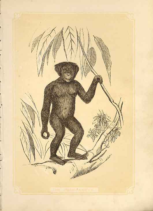 Original Old Antique Print The Chimpanzie 1860 Coloured Engraving Sepia Style