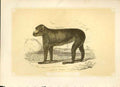 Original Old Antique Print The Barbary Ape 1860 Coloured Engraving Sepia Style