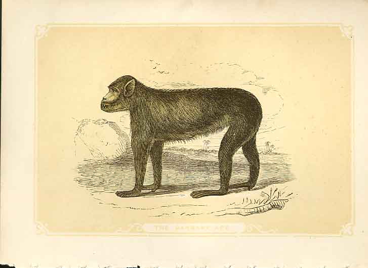 Original Old Antique Print The Barbary Ape 1860 Coloured Engraving Sepia Style