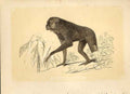 Old Antique Print The Long Armed Ape 1860 Coloured Engraving Sepia Style 19th