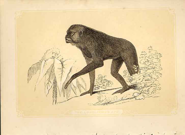 Old Antique Print The Long Armed Ape 1860 Coloured Engraving Sepia Style 19th