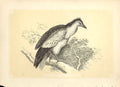 Original Old Antique Print The Egyptian Vulture 1860 Coloured Engraving Birds