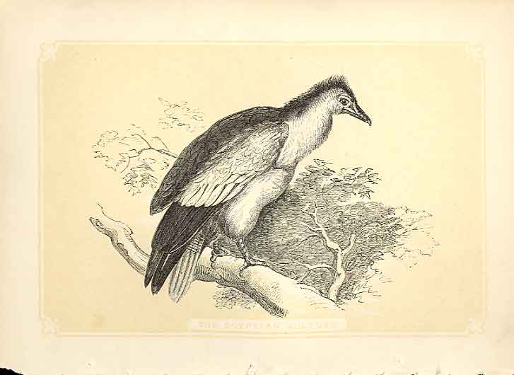 Original Old Antique Print The Egyptian Vulture 1860 Coloured Engraving Birds