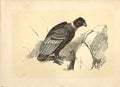 Original Old Antique Print The Condor 1860 Coloured Engraving Sepia Style Birds