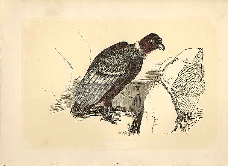 Original Old Antique Print The Condor 1860 Coloured Engraving Sepia Style Birds