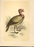 Old Antique Print The King Vulture 1860 Coloured Engraving Sepia Style Bi 19th
