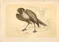 Old Antique Print The Secretary Bird 1860 Coloured Engraving Sepia Style 19th