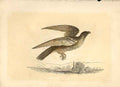 Old Antique Print The Falcon 1860 Coloured Engraving Sepia Style Bird Ha 19th