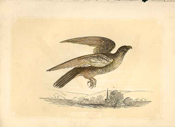 Old Antique Print The Falcon 1860 Coloured Engraving Sepia Style Bird Ha 19th