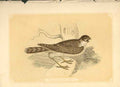Original Old Antique Print The Sparrow Hawk 1860 Coloured Engraving Birds 19th