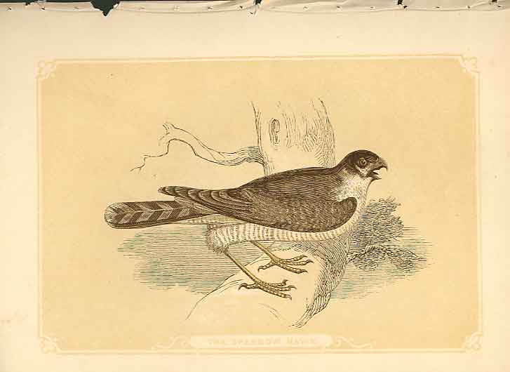 Original Old Antique Print The Sparrow Hawk 1860 Coloured Engraving Birds 19th