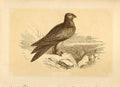Old Antique Print The Kite 1860 Coloured Engraving Sepia Style Bird Hawks 19th