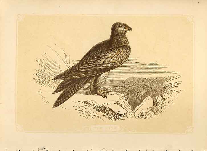 Old Antique Print The Kite 1860 Coloured Engraving Sepia Style Bird Hawks 19th
