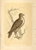 Original Old Antique Print The Common Buzzard 1860 Coloured Engraving Birds 19th