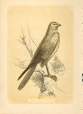 Original Old Antique Print The Marsh Harrier Hawk 1860 Coloured Engraving Birds