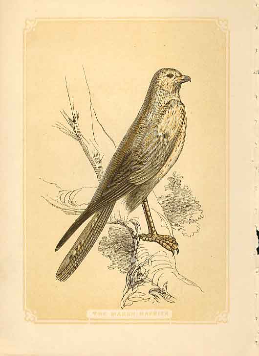 Original Old Antique Print The Marsh Harrier Hawk 1860 Coloured Engraving Birds