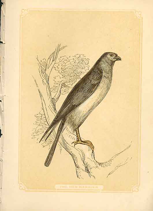 Original Old Antique Print The Hen Harrier Hawk 1860 Coloured Engraving Birds