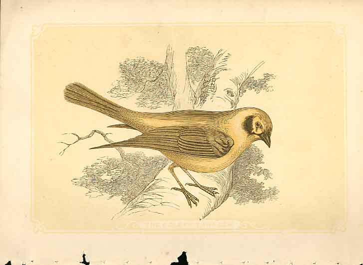Original Old Antique Print The Gen Tanager 1860 Coloured Engraving Birds 19th