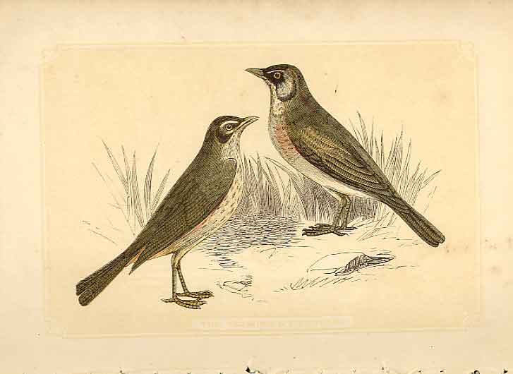 Original Old Antique Print Redwing & Fieldfare 1860 Coloured Engraving Birds