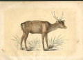 Original Old Antique Print The Wapati 1860 Coloured Engraving Sepia Style 19th