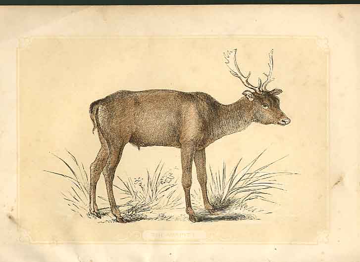 Original Old Antique Print The Wapati 1860 Coloured Engraving Sepia Style 19th