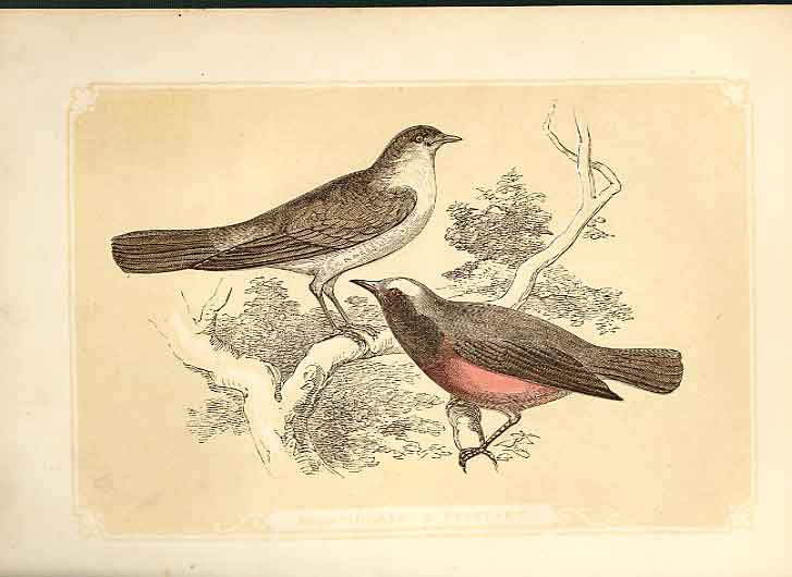 Original Old Antique Print Nightingale & Redstart 1860 Coloured Engraving Birds