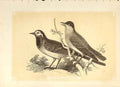 Original Old Antique Print Wagtail & Blackcap 1860 Coloured Engraving Birds 19th