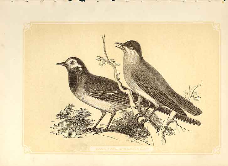 Original Old Antique Print Wagtail & Blackcap 1860 Coloured Engraving Birds 19th