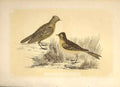 Original Old Antique Print Wood Lark & Field Lark 1860 Coloured Engraving Birds