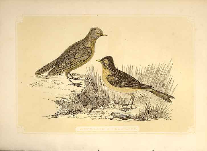 Original Old Antique Print Wood Lark & Field Lark 1860 Coloured Engraving Birds