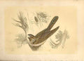 Old Antique Print The Goatsucker 1860 Coloured Engraving Sepia Style Bird 19th