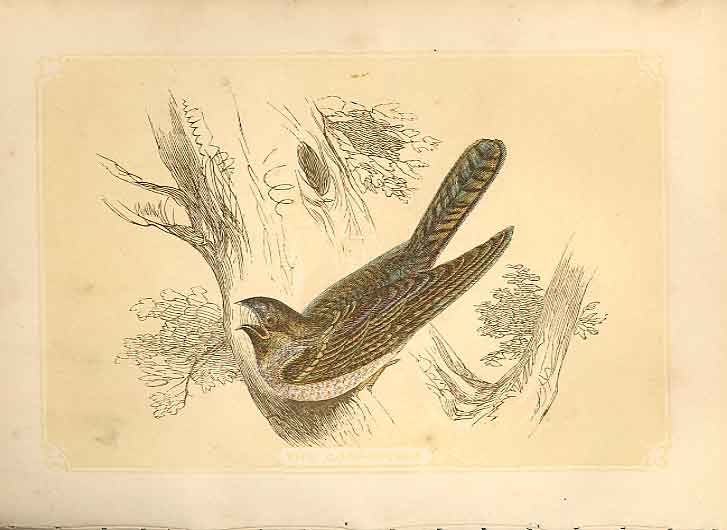 Old Antique Print The Goatsucker 1860 Coloured Engraving Sepia Style Bird 19th