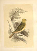 Old Antique Print Yellow Bunting 1860 Coloured Engraving Sepia Style Bird 19th