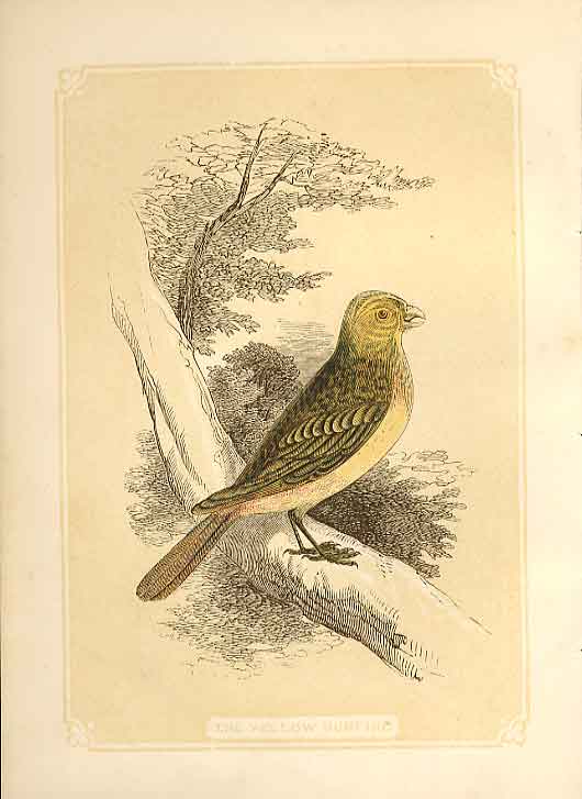 Old Antique Print Yellow Bunting 1860 Coloured Engraving Sepia Style Bird 19th