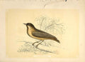 Old Antique Print The Nuthatch 1860 Coloured Engraving Sepia Style Birds 19th