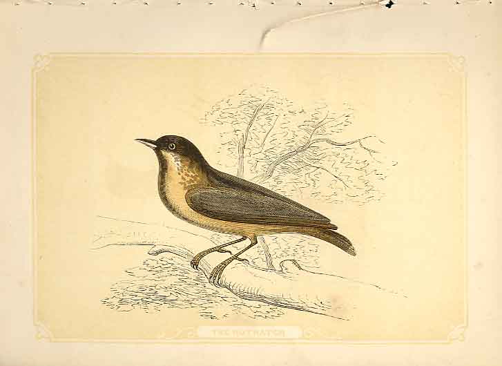Old Antique Print The Nuthatch 1860 Coloured Engraving Sepia Style Birds 19th
