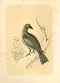 Original Old Antique Print The Roller 1860 Coloured Engraving Sepia Style Birds