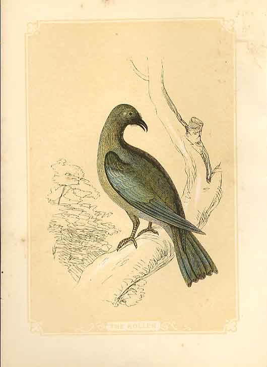 Original Old Antique Print The Roller 1860 Coloured Engraving Sepia Style Birds