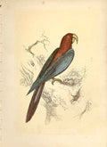 Original Old Antique Print Red & Blue Maccaw 1860 Coloured Engraving Sepia Birds