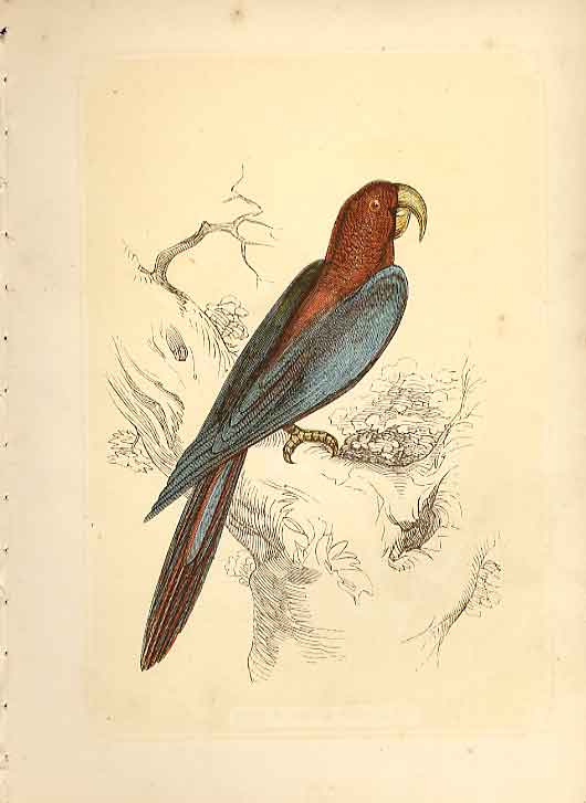 Original Old Antique Print Red & Blue Maccaw 1860 Coloured Engraving Sepia Birds