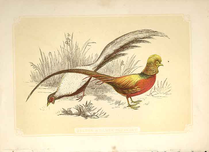 Original Old Antique Print Gen & Silver Pheasant 1860 Coloured Engraving Birds