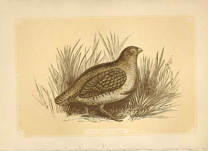 Old Antique Print The Partridge 1860 Coloured Engraving Sepia Style Birds 19th