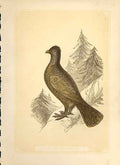 Original Old Antique Print The Wood Grouse 1860 Coloured Engraving Birds 19th
