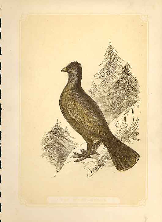 Original Old Antique Print The Wood Grouse 1860 Coloured Engraving Birds 19th