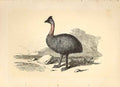 Original Old Antique Print The Casaway 1860 Coloured Engraving Sepia Style Birds