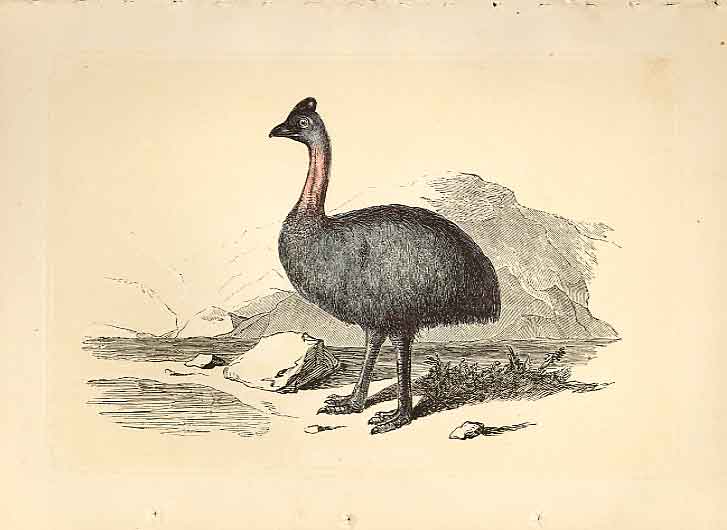 Original Old Antique Print The Casaway 1860 Coloured Engraving Sepia Style Birds