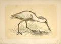 Original Old Antique Print The White Spoonbill 1860 Coloured Engraving Birds