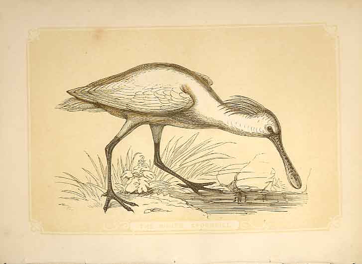 Original Old Antique Print The White Spoonbill 1860 Coloured Engraving Birds